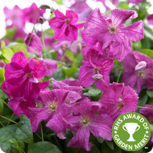 Clematis Abundance