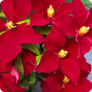 Clematis Alita