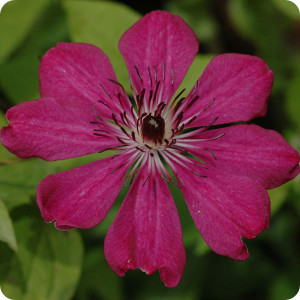 Clematis Allanah