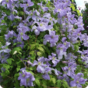 Clematis Emilia Plater
