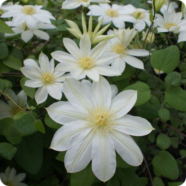Clematis Wada's Primrose