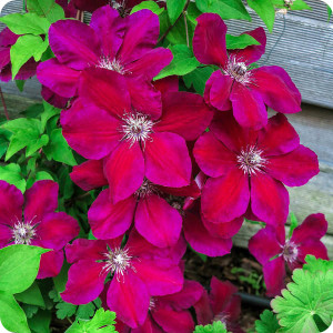 Clematis Westerplatte