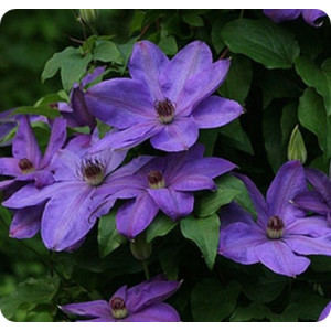 Clematis Elsa Spath