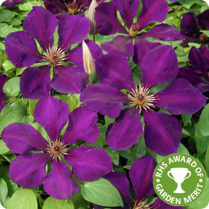 Clematis Gipsy Queen