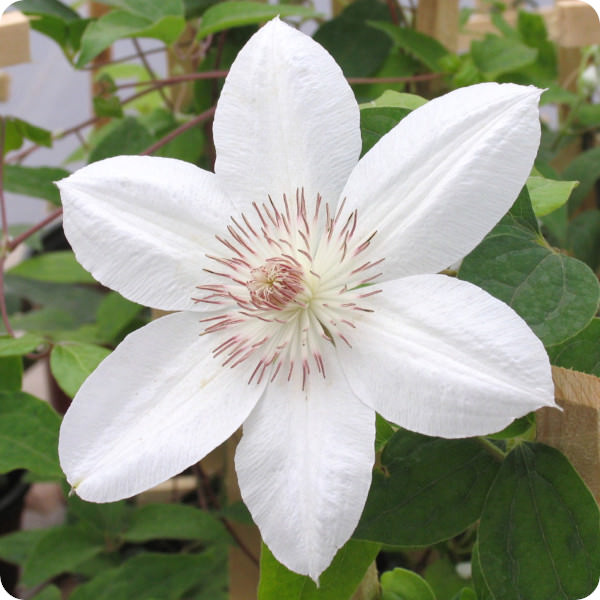 Clematis Henryi