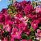 Clematis Abundance